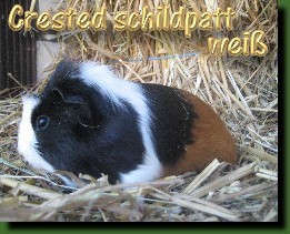 0.1 Crested schildpatt wei�